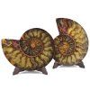 amonit lesteny cleoniceras 17c