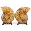 amonit lesteny cleoniceras 19c