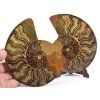 amonit lesteny cleoniceras 19