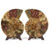 amonit lesteny cleoniceras 25a