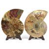 amonit lesteny cleoniceras 25b