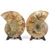 amonit lesteny cleoniceras 25c