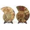 amonit lesteny cleoniceras 25d
