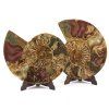 amonit lesteny cleoniceras 25e