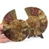 amonit lesteny cleoniceras 25