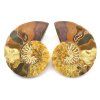 amonit lesteny cleoniceras 29a