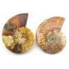 amonit lesteny cleoniceras 29b