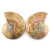 amonit lesteny cleoniceras 29c