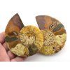 amonit lesteny cleoniceras 29