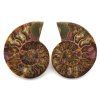 amonit lesteny cleoniceras 30a