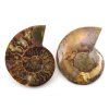 amonit lesteny cleoniceras 30b