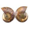 amonit lesteny cleoniceras 30c