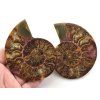 amonit lesteny cleoniceras 30