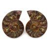 amonit lesteny cleoniceras 31a