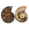 amonit lesteny cleoniceras 31b