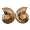 amonit lesteny cleoniceras 31c