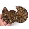 amonit lesteny cleoniceras 31