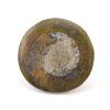 goniatit placicka 1