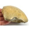 koral hexagonaria 5a