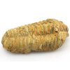 trilobit flexi 19a