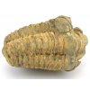 trilobit flexi 54a