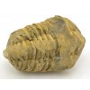 trilobit flexi 61a