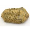 trilobit flexi 61