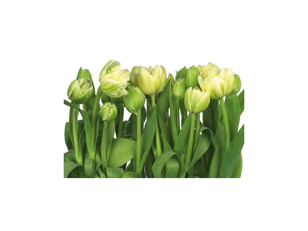 Fototapeta tapeta Tulips - Tulipány, 368x254cm, 8D 8-900, skl