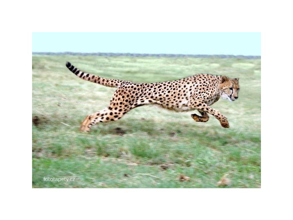 Cheetah - laminovaný plakát šíře 91,5cm, výška 61cm, skladem poslední 1ks