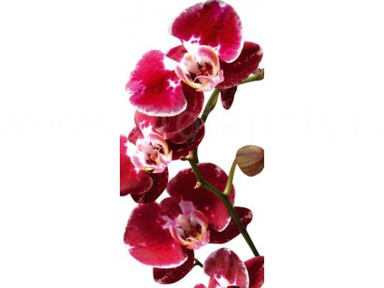 Samolepící fototapeta na podlahu - Orchidej, 85x170cm, 006