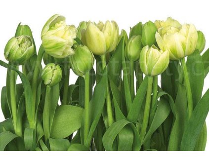 Fototapeta tapeta Tulips - Tulipány, 368x254cm, 8D 8-900, skladem poslední 1 ks