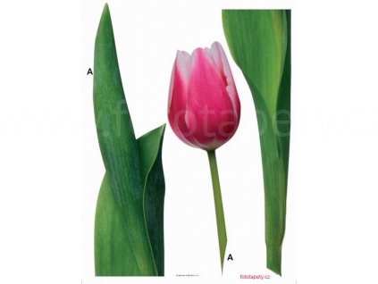 Samolepka na zeď Tulipány, 65 x 85 cm, skladem poslední 1ks