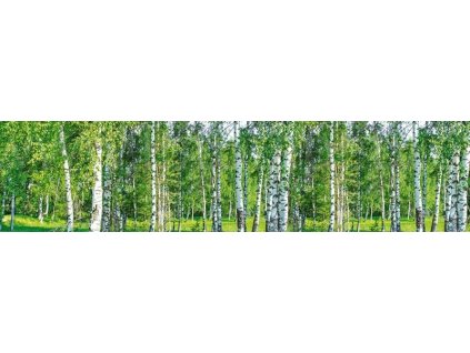 Samolepící fototapeta do kuchyně - Březový les, 260x60cm, 044
