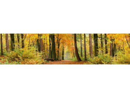 Samolepící fototapeta do kuchyně - Podzimní les, 260x60cm, 045