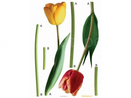 Samolepka na zeď - Červený a žlutý tulipán, 65x85cm, F0401