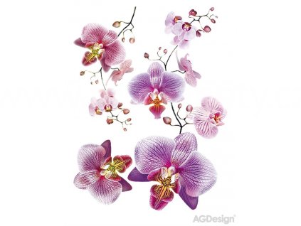 Samolepka na zeď - FIalová orchidej, 65x85cm, F0466