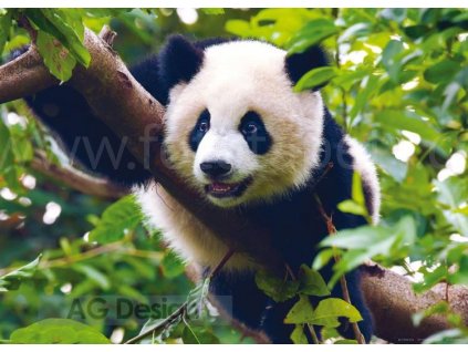 Jednodílná vliesová fototapeta Panda FTN m 2610, rozměr 160x110cm