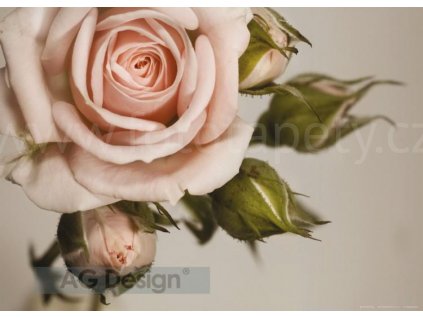Jednodílná vliesová fototapeta Růžová růže FTN m 2620 rozměr 155x110cm