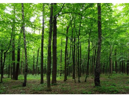 Čtyřdílná vliesová obrazová tapeta Les FTN S 2446, rozměr 360 x 270cm