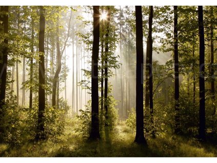 Čtyřdílná vliesová obrazová tapeta Les prozářený paprsky FTN S 2447, rozměr 360 x 270cm