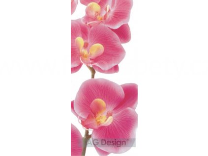orchidej Fototapeta na dveře
