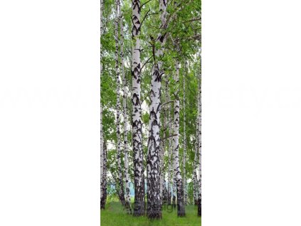Jednodílná vliesová fototapeta Březový háj FTN v 2896, rozměr 90x202cm