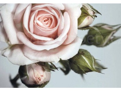 Čtyřdílná vliesová obrazová tapeta Růžové růže FTN xxl 0313, rozměr 360 x 270cm