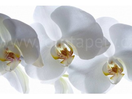 Čtyřdílná vliesová obrazová tapeta Bílá orchidej FTN xxl 0466, rozměr 360 x 270cm