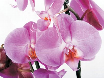 Čtyřdílná obrazová tapeta Fialové orchideje FTS 0049, rozměr 360 x 254cm,skladem 1ks!!