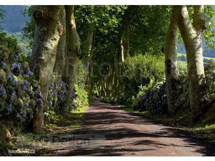 Čtyřdílná obrazová fototapeta Alej stromů FTS 1303, rozměr 360 x 254cm