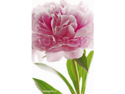 Maxiplakát - Pink Peony -  šířka 115 , výška 175cm, skladem poslední 1 ks !