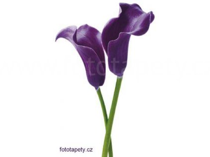 Maxiplakát - Purple calla lilies - šířka 115 , výška 175cm, skladem poslední 3 ks !