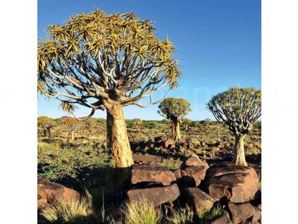 Třídílná vliesová fototapeta Namibia, rozměr 225x250cm, MS-3-0103