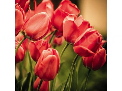Třídílná vliesová fototapeta Červené tulipány, rozměr 225x250cm, MS-3-0128